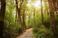 Sun shining on a woodland track