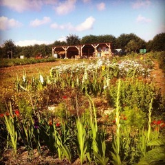 Chagford CSA flowers