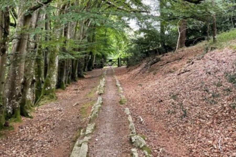 The Templer Way, as it runs through an area of woodland