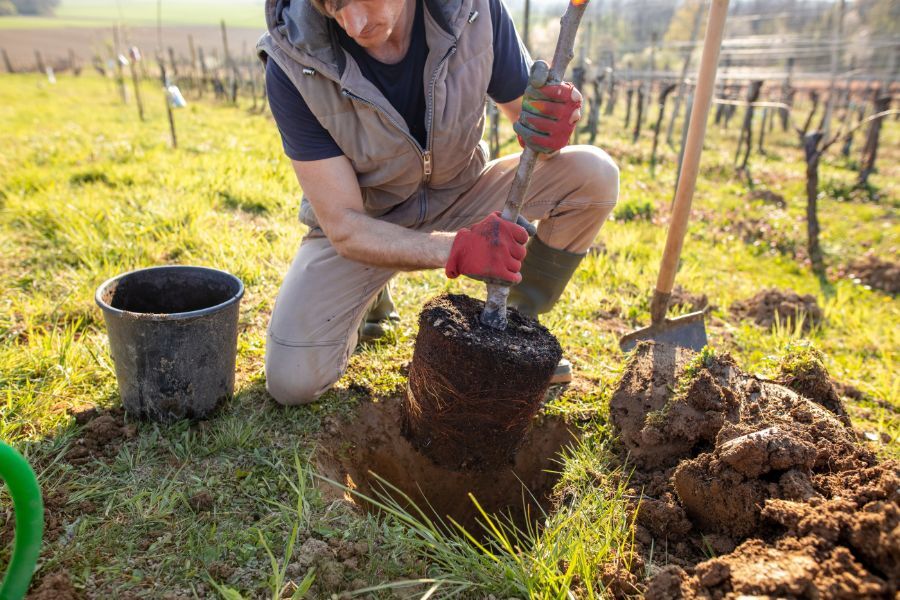 Man planting trees