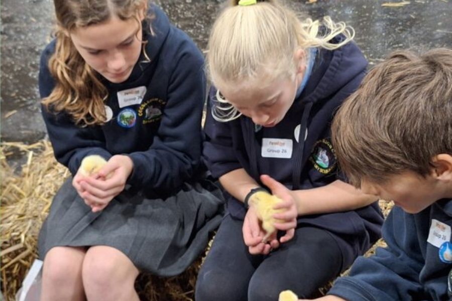 Three primary school age children sat holding a few-hours-old chick