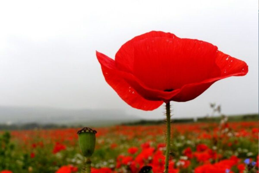 A poppy in a poppy field