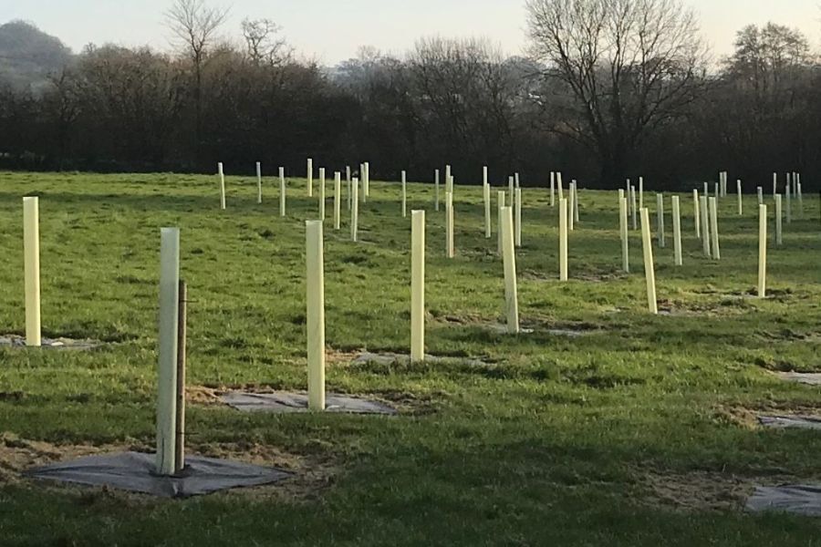 Tree planting site in Devon
