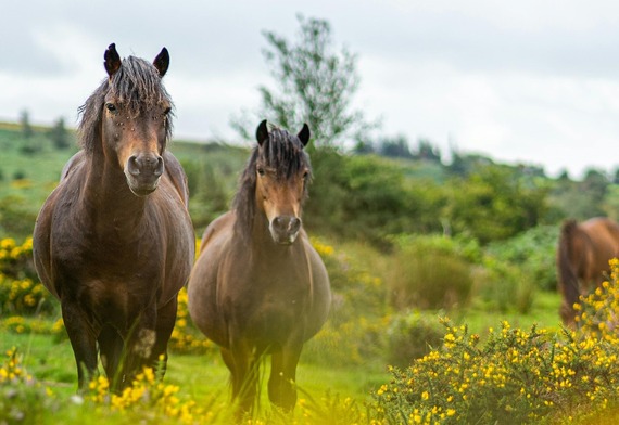 Exmoor ponies
