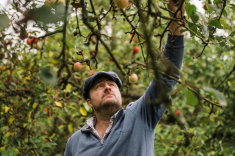 Barny Butterfield picking apples from a tree in his orchard