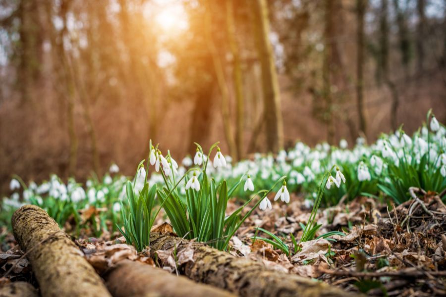 A carpet of snowdrops in wood