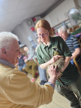 Person stroking meerkat 