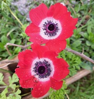 Two bright red poppies