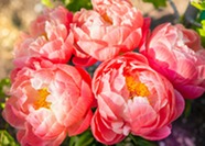 A bunch of pink peonies