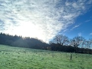 a field with newly planted trees in lines, with blue sky