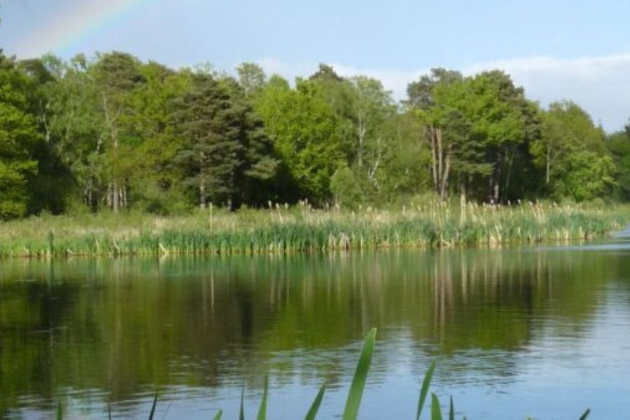 Stover lake and the trees beyond. Long reeds in the lake.