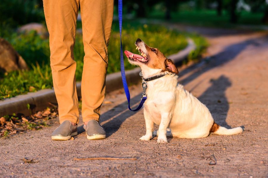 A person walking their dog in the evening time. Dog, on lead, sat looking up at owner. Long shadows in evening light