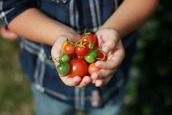 close up of youth's hands holding heritage tomatoes