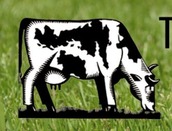 cow image from show three acres and a cow