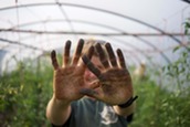 close up dirty hands in polytunnel