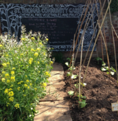 Zero Mile Gardens location showing veg growing