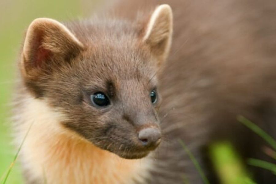 A pine martin