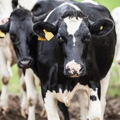 dairy cows on farm with manure by feet