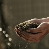 hands cupping soil with glistening rain drops out of focus