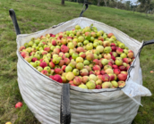 large sack full of apples