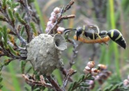 Heath potter wasp, John Walters