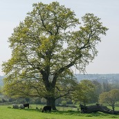 cows and sheep grazing beneath an oak tree