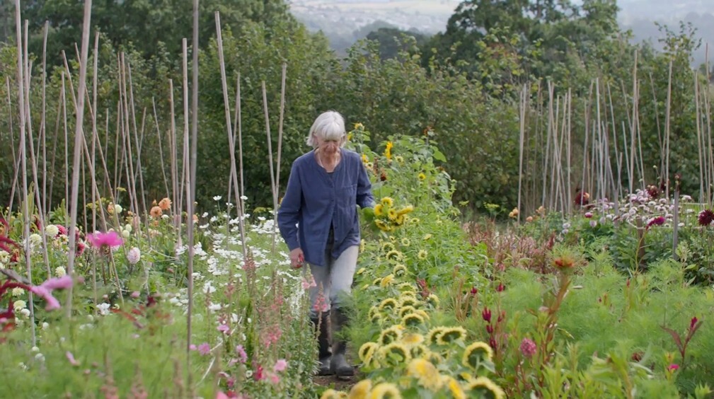 Person walking through a flower-filled garden with wooden stakes and distant hills.
