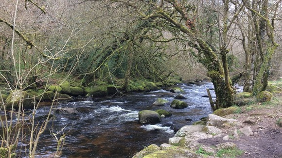 A river running through woodland
