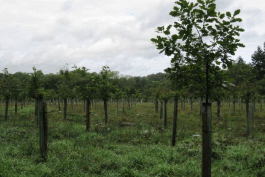 New trees planted on grassy land