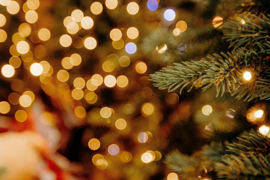 blurry christmas tree lights and a ferns of a christmas tree in focus