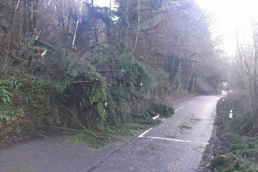 Trees blown down in the storm onto a road