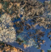 Rewilding Britain image from above of trees and natural ponds