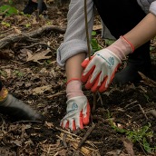 gloved hands planting a sapling tree in the ground
