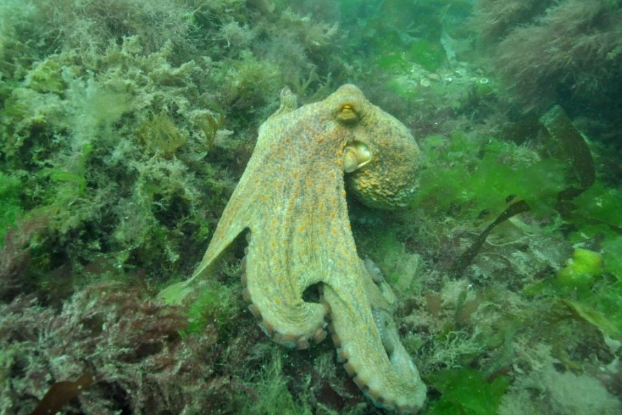 An octopus swimming in the sea