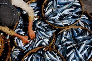 overhead photo of a man sorting through baskets full of fish