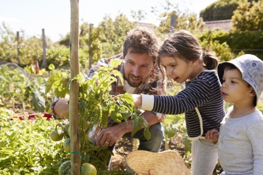 A father and his two young children in a vegetable garden, looking closely at a tomato plant