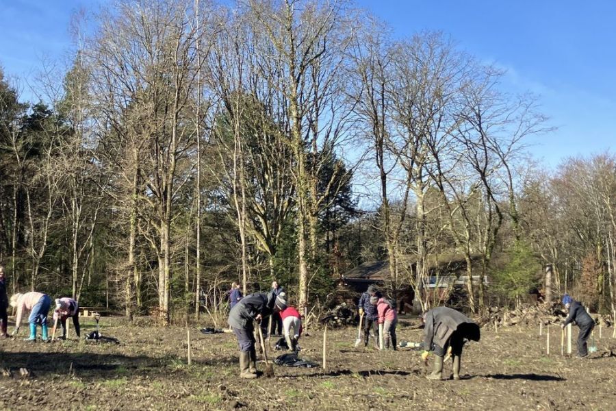 people planting trees at Stover Country Park
