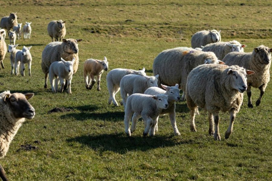 a field of sheep
