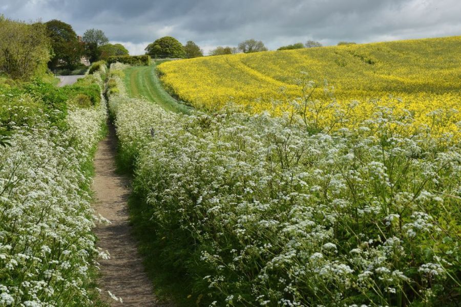 A hedgerow with lots of wild flowers, alongside a field