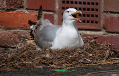 Herring Gull Nesting