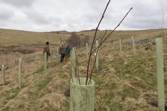 Birch trees planted near Balmaclellan