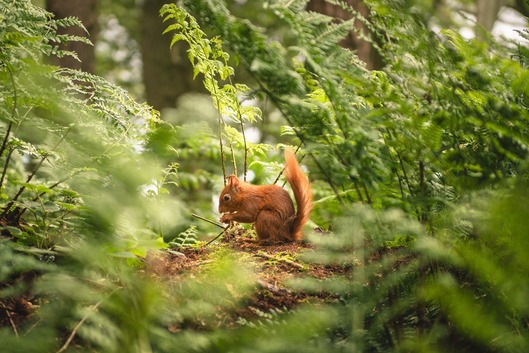 Woodland Squirrel