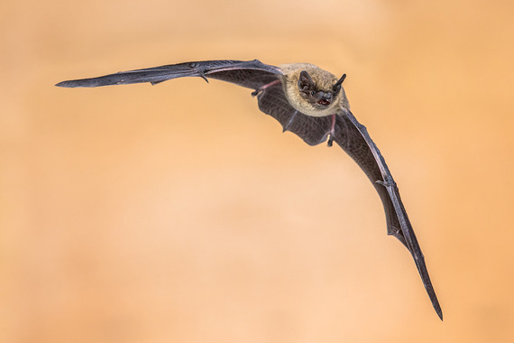 Pipistrelle bat in flight