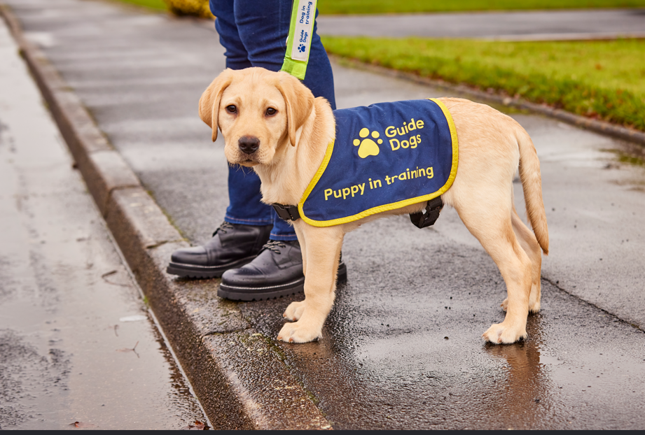 Guide Dog puppy