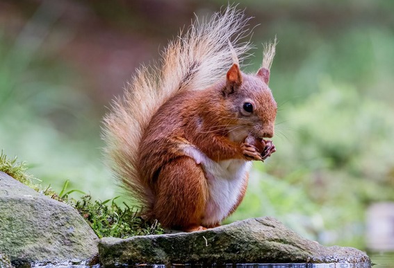 Photo of Red Squirrel sat by pool, eating. 