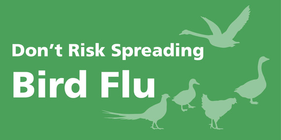 Bird flu graphic