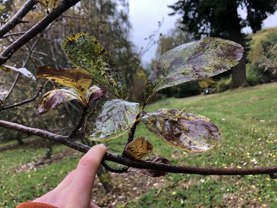 Whitebeam leaf