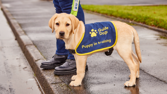 Guide dog puppy in training