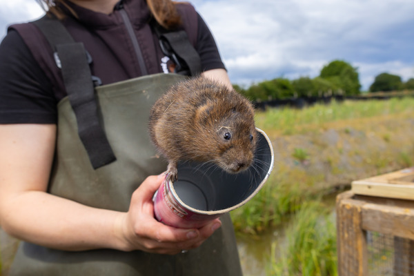 Water Voles 