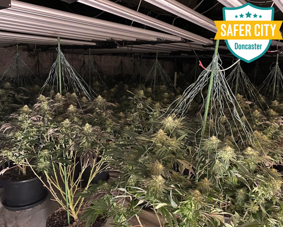 Image shows the inside of a cannabis farm
